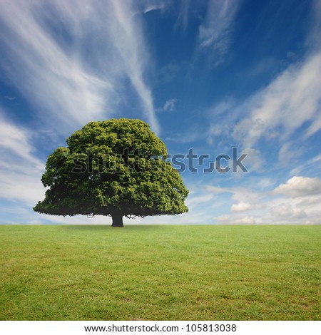 A Lone Tree with Blue Sky and Grass