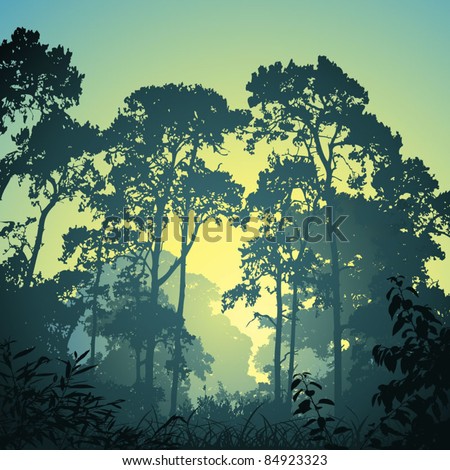 A Forest Landscape with Trees and Sunset, Sunrise