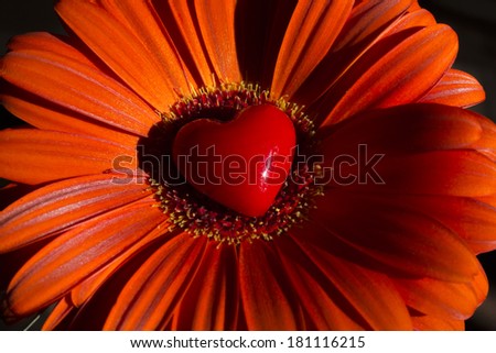 Gerbera flower with heart - love