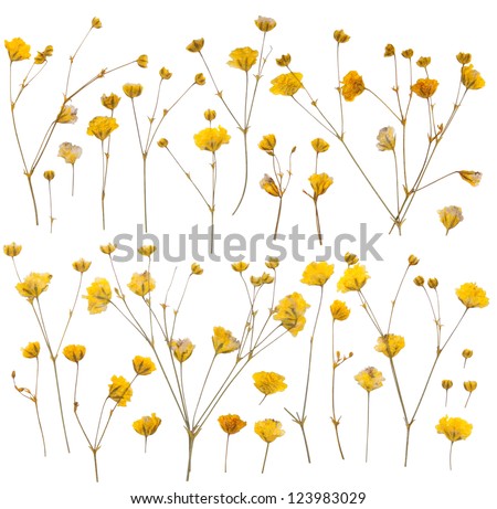 Pressed yellow wildflowers isolated on white background
