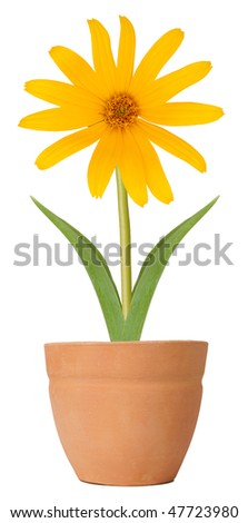 growing a flower