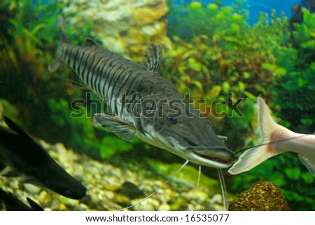 Black Catfish Aquarium