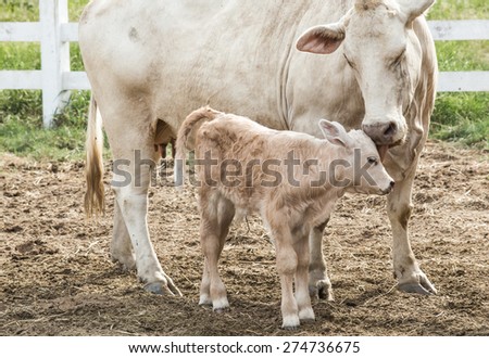 Young calf drinking milk from cow\'s udder