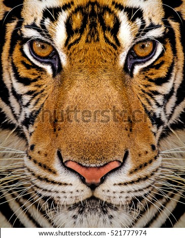 Close-up detail portrait of tiger, Beautiful face portrait of tiger. Striped fur coat.