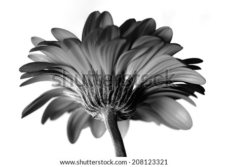 Gerber daisy in black and white, view from below