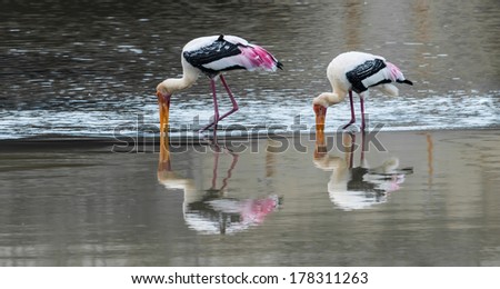 The Painted Stork or Mycteria leucocephala in a wetland park in Putrajaya, Malaysia