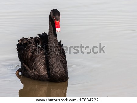 The red bill black swan in a wetland park, Malaysia