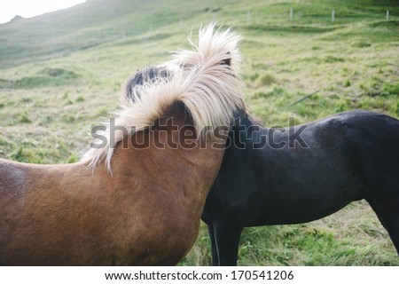 two adorable horses hugging each other in a sunny Icelandic day