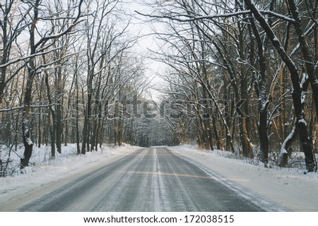 Winter snowy driving road with a tree arch from both sides of it