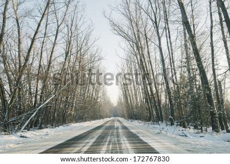 winter snowy straight road with a trees arch