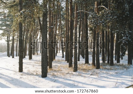 russian winter pine tree forest covered in snow on a winter sunny day