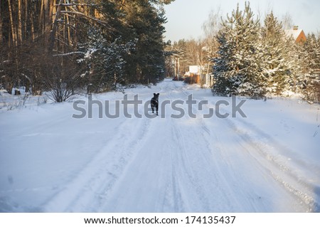black dog running in the snowy forest path on a bright sunny day