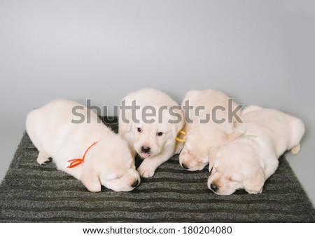 cute cuddly puppies fell asleep in the photo studio