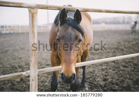 cute horse in the field