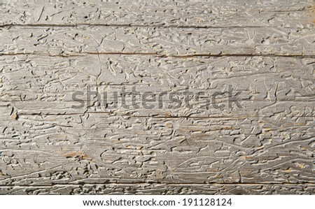 beautiful wood texture damaged by termite insects