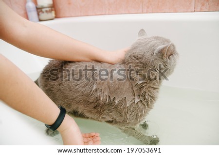 funny british shorthair cat being washed in the bath by his owner