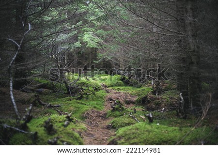 lonely path in the dark forest