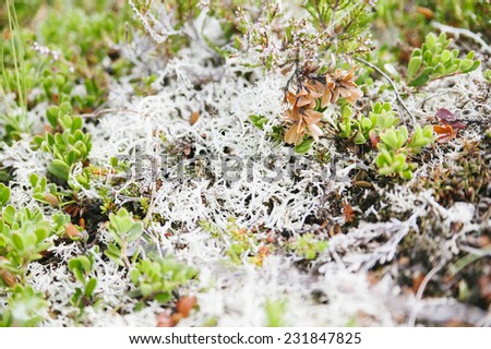 incredible white moss in the north Iceland