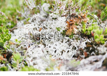 incredible white moss in the north Iceland