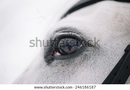 White Horse eye winter close up
