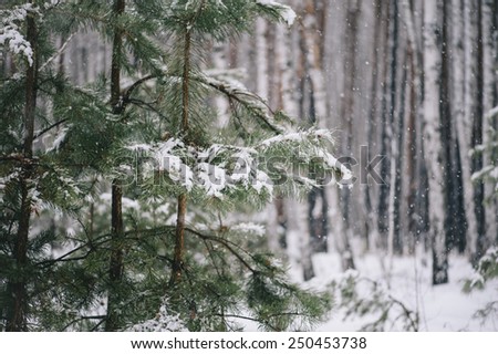 Beautiful pine trees on the birch trees background in the winter snowy forest