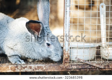 Adorable farm grey bunny rabbit in a farm cage filled with hay