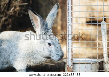 Adorable farm grey bunny rabbit in a farm cage filled with hay