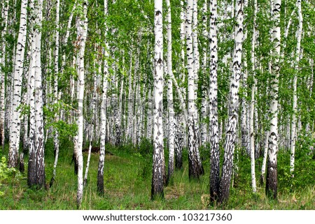 birch wood