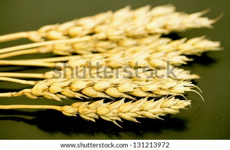 yellow wheat ears on a black background