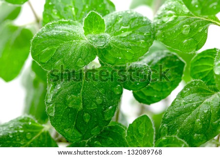 green mint leaves with water drops