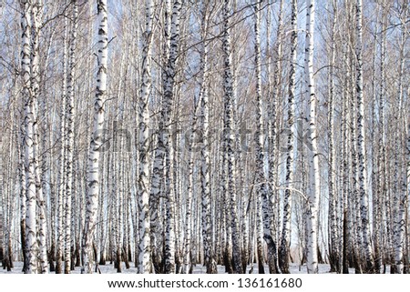 birch forest, winter