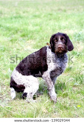 Pointer hunting dog by nature