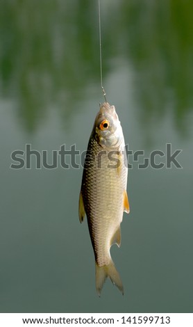 Roach Fish on Hook