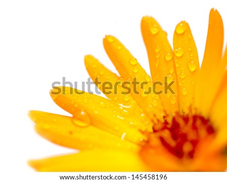 Dew drops on a flower