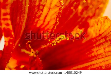 Orange flower petals with water drops on it