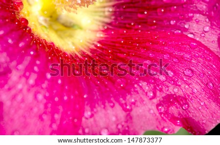 wallpaper for your desktop. water drops on flowers mallow close-up