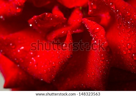 Water drop on  petals rose\'s, shallow depth of field.