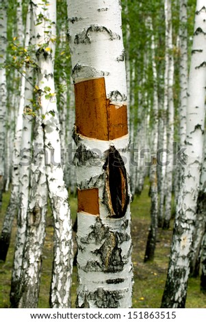 White birch trees in the forest in summer