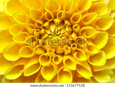 yellow chrysanthemum isolated on white background
