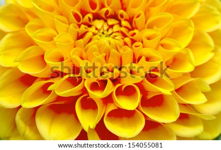 yellow chrysanthemum isolated on white background