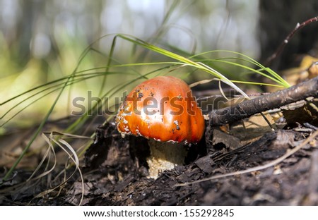 Red Amanita, Poisonous Organism