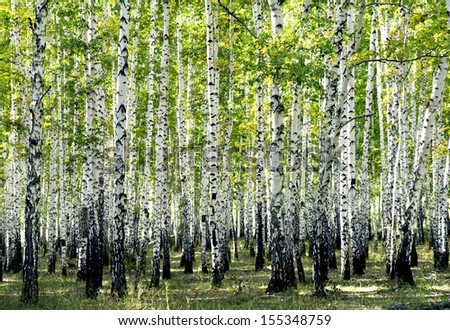 birch forest landscape