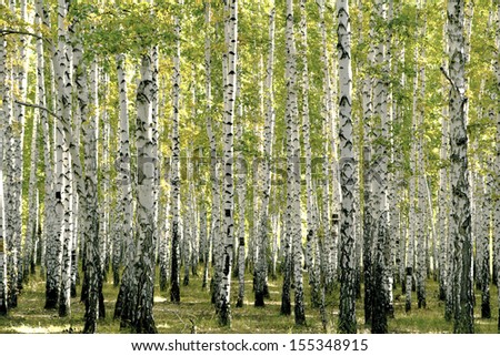 birch forest landscape