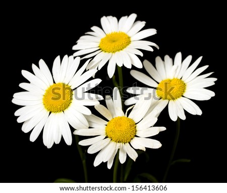 white daisy on a black background