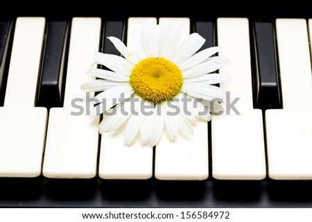 black and white keys of the piano and flower