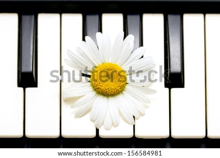 black and white keys of a piano and flower