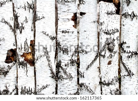 birch wood fence texture