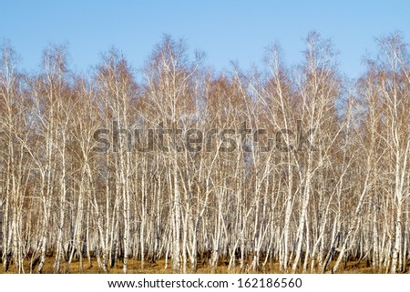 tree of the birch by autumn in wood
