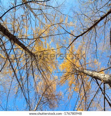 sky in birch forest with wide angle lens