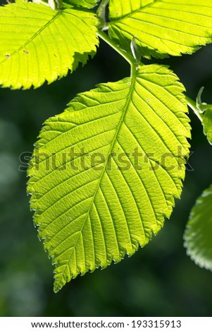 green leaf in the sun